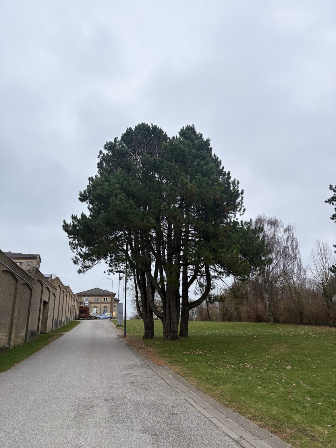 Needle tree Inspiration