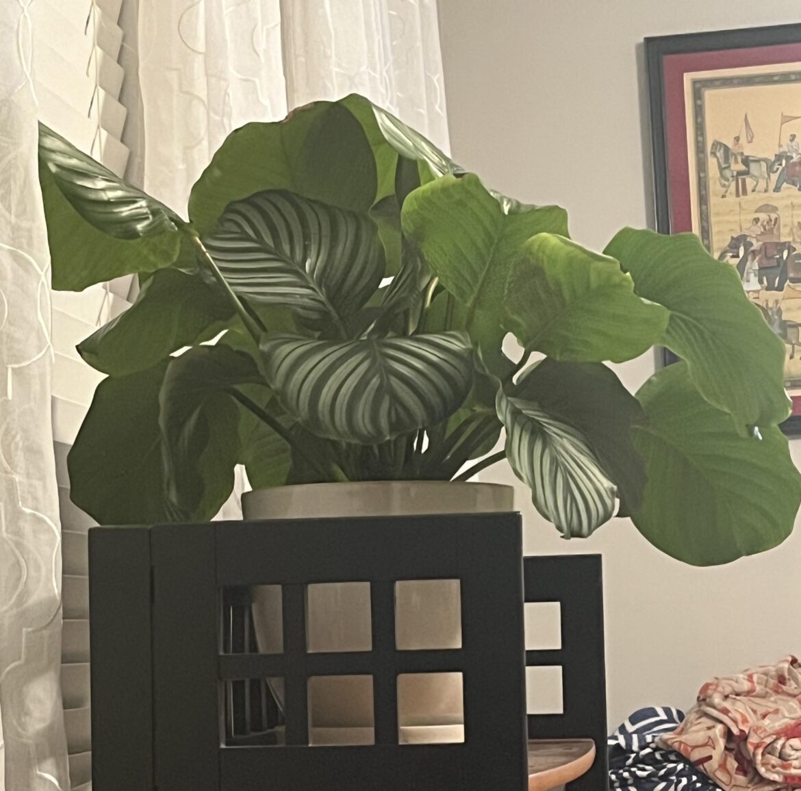 I’m enjoying our Trader Joe’s orbifolia.