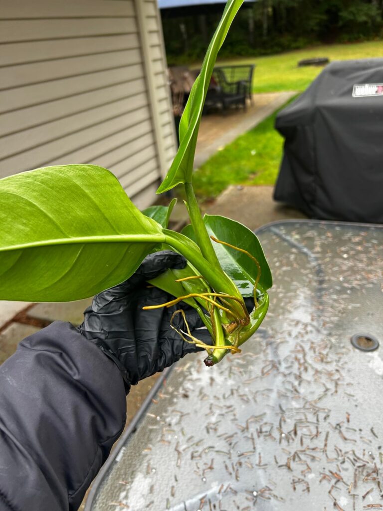 Why did it grow like this? Why did it grow like this?