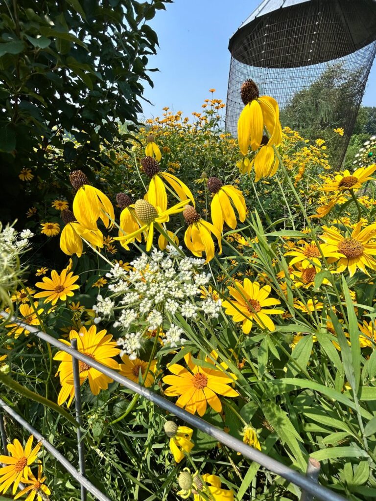 5 Year Old Native Planting