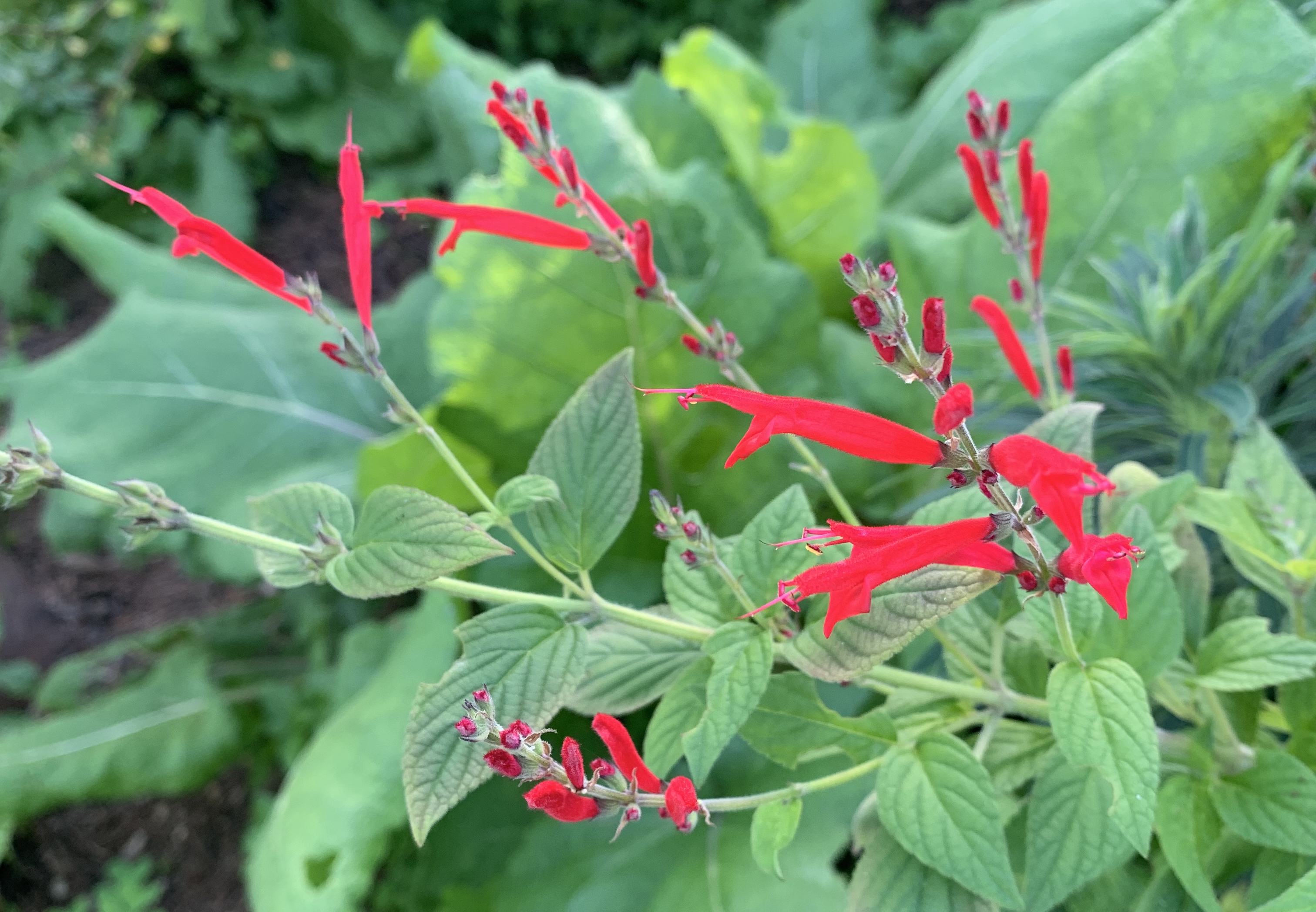 Pineapple sage (Salvia elegans 'Elk Sonoran Red'). This compact plant...