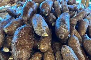 Plant science at the dinner table: cassava Plant science at the dinner table: cassava