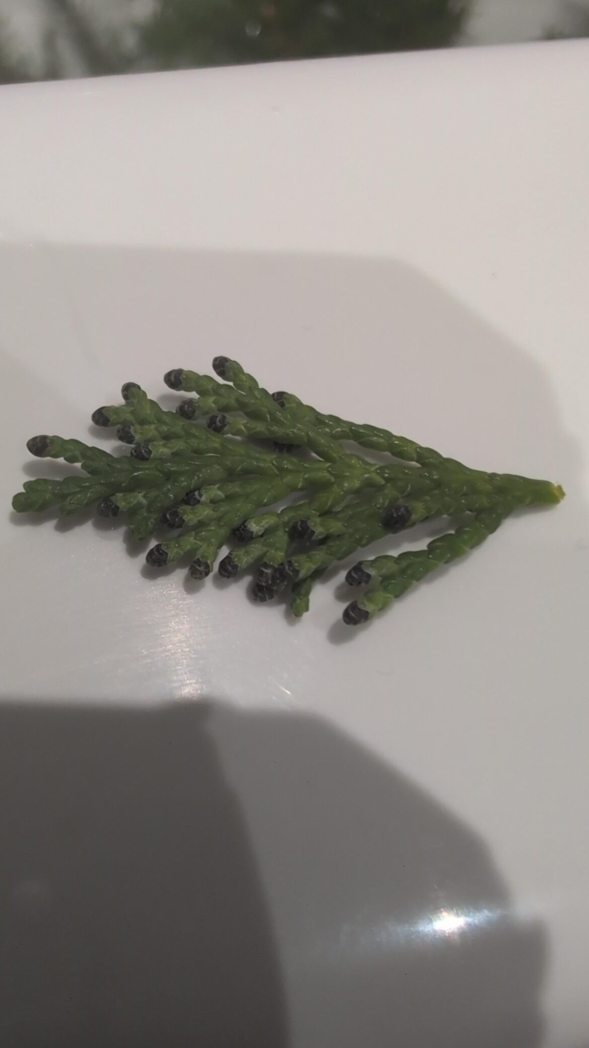 What are these black nubs on my plant