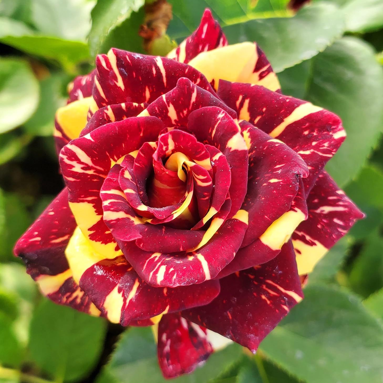 Ma Cherie Roses - Abracadabra Rose - 1 Gallon Rose - Live Plant Ready to Plant