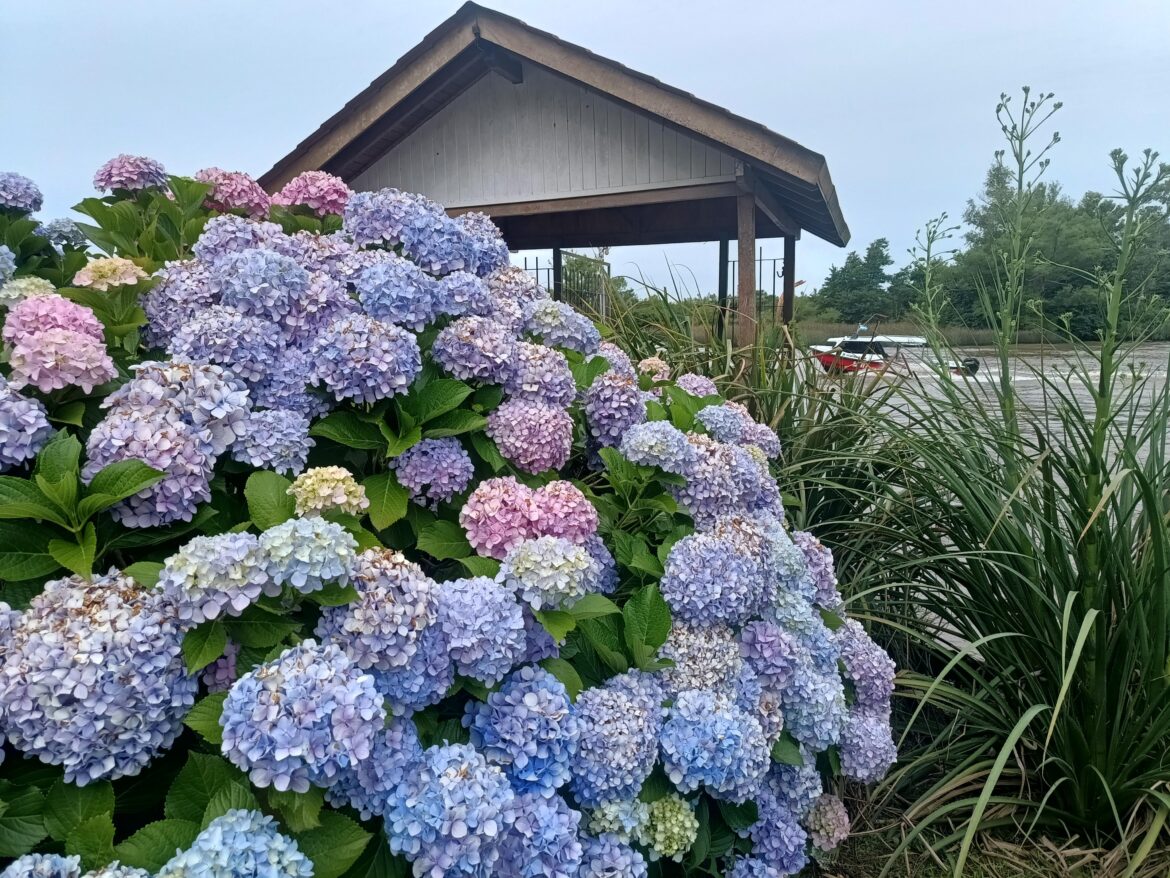 Found this magical explosion of color tucked away in a river delta 💖💜