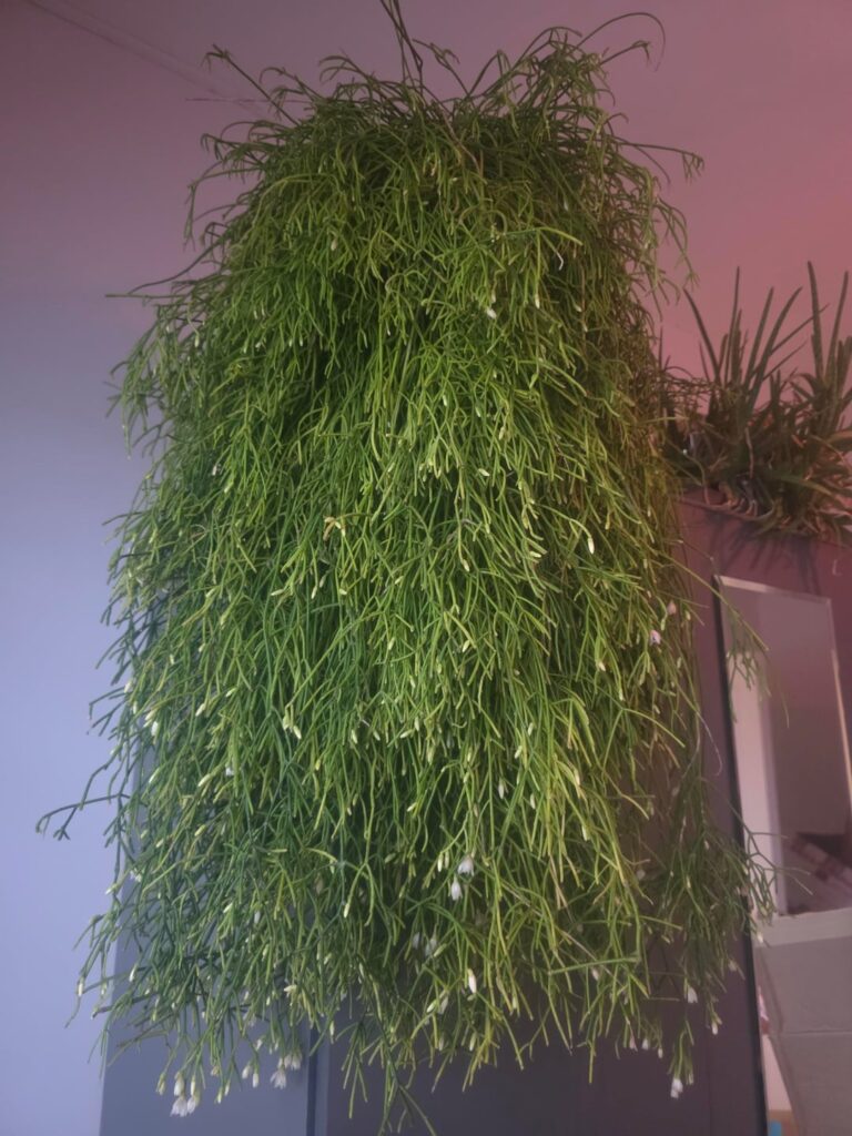 Just wanted to show off this absolute beauty! She's currently flowering 😍