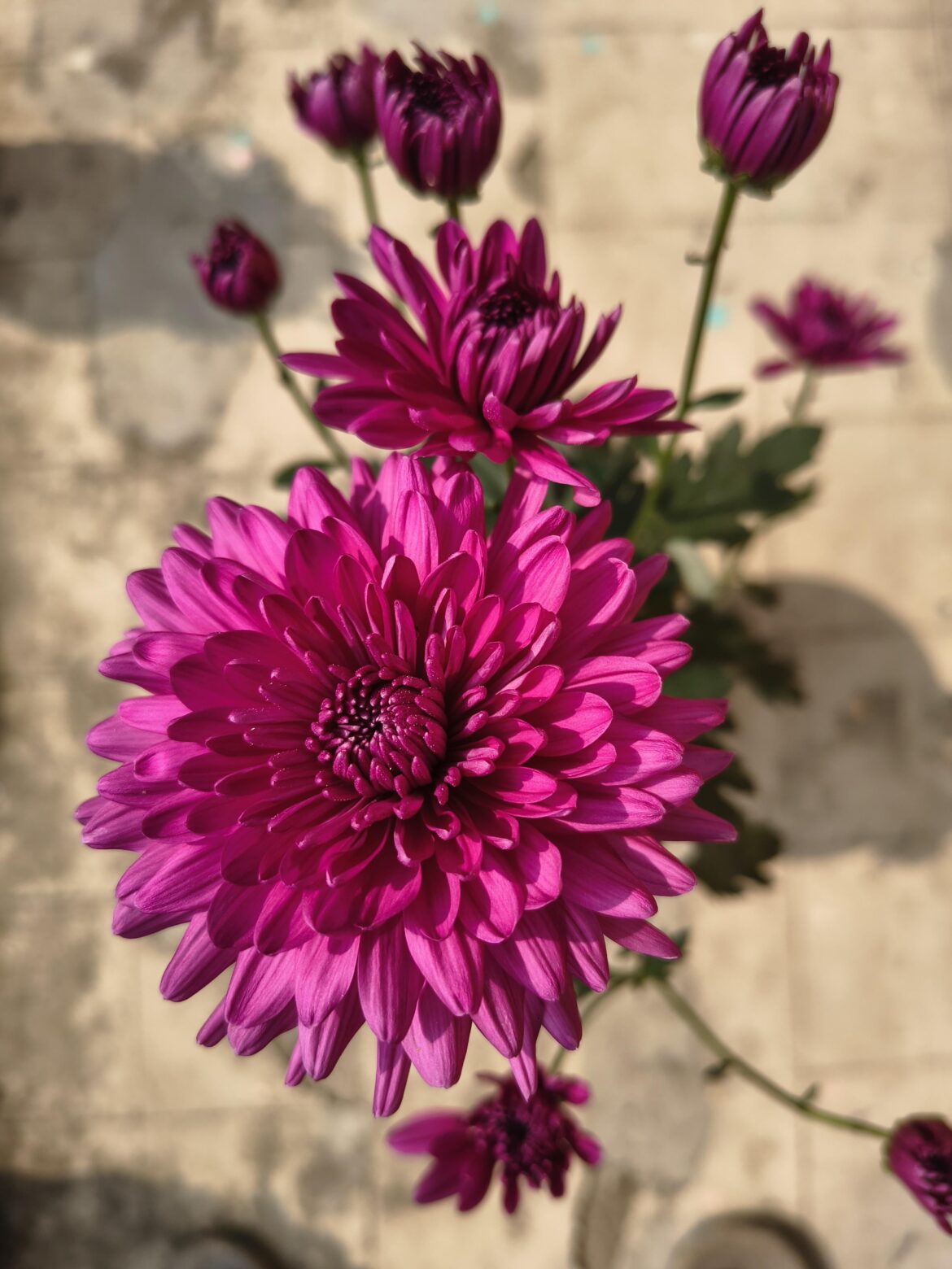 Maroon Chrysanthemum [OC]