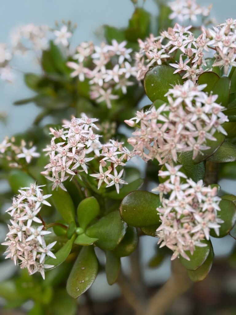 My jade plant (tree?) is blooming 🌸
