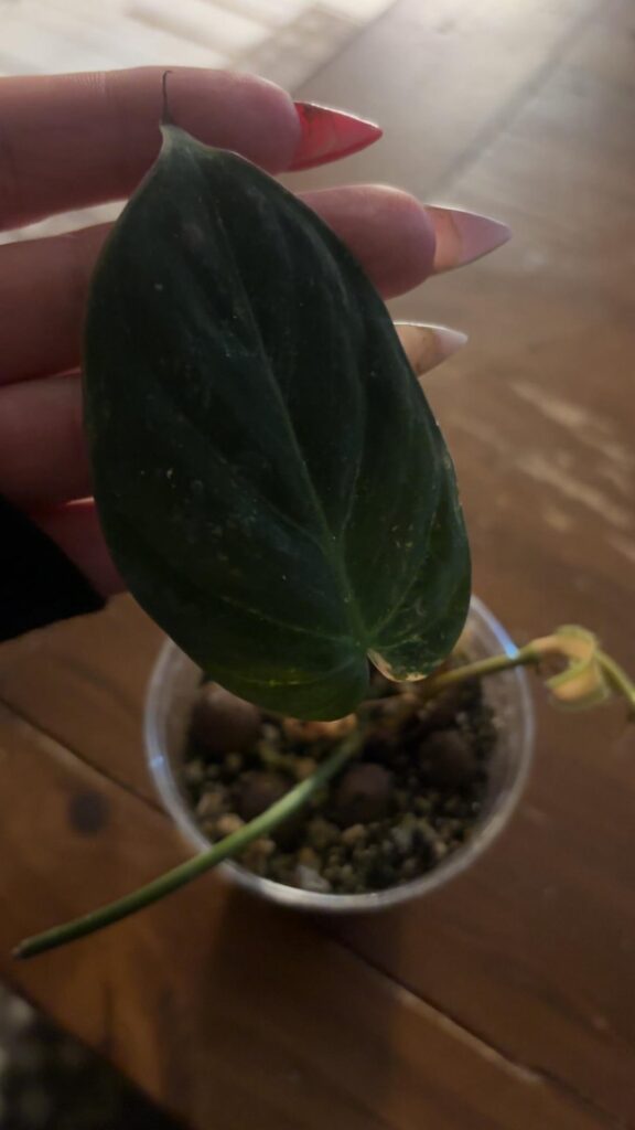 Mutant Micans or Melano?