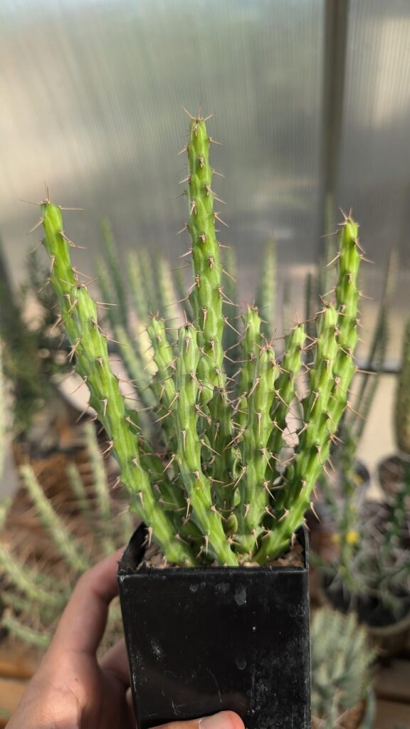 E. awashensis - 18 month old + 3 month old seedlings