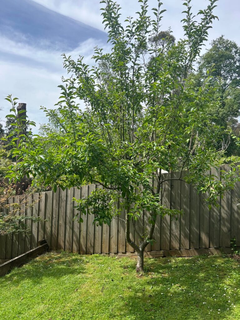 Another fruit tree ID