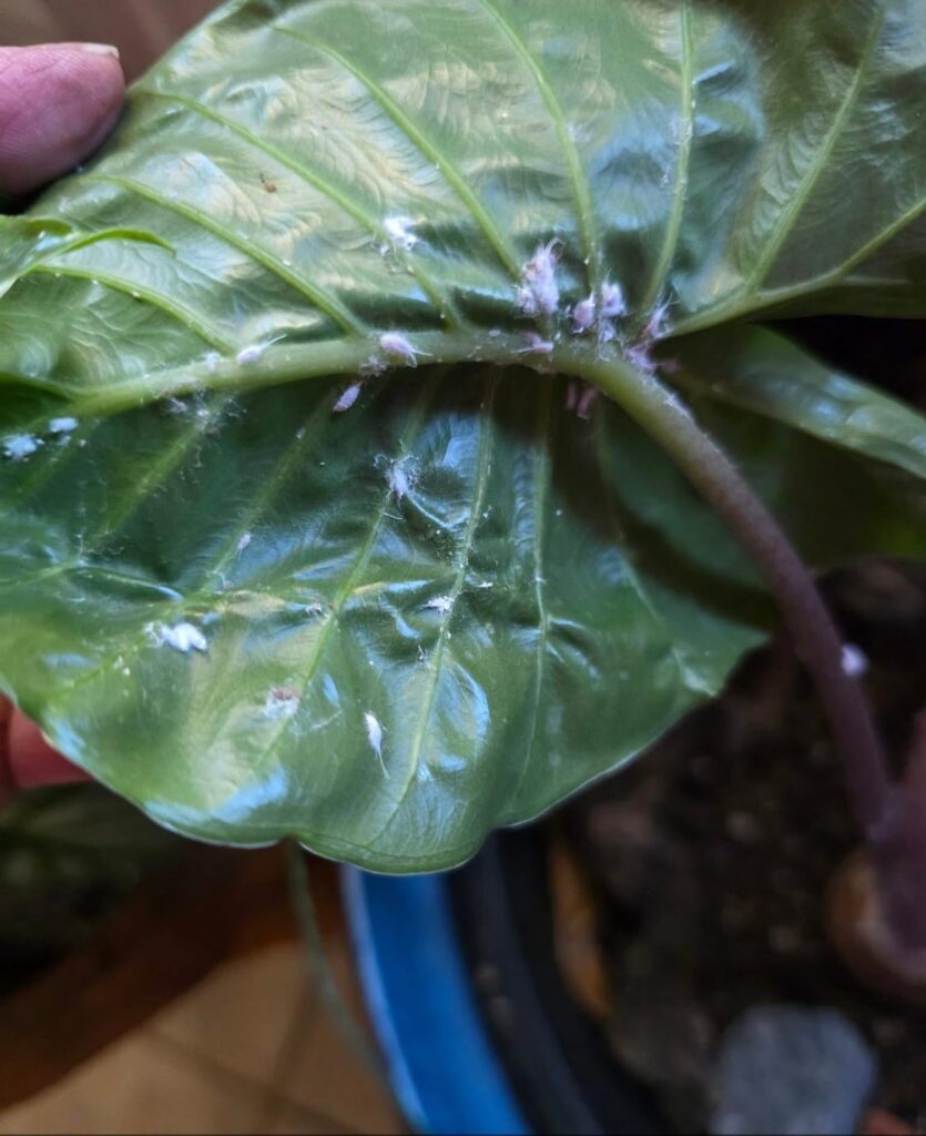 Love my new variegated alocasia 😍