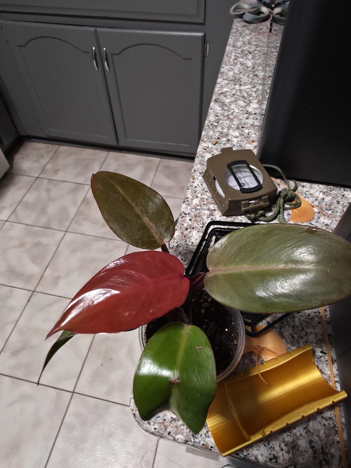 That leaf color though