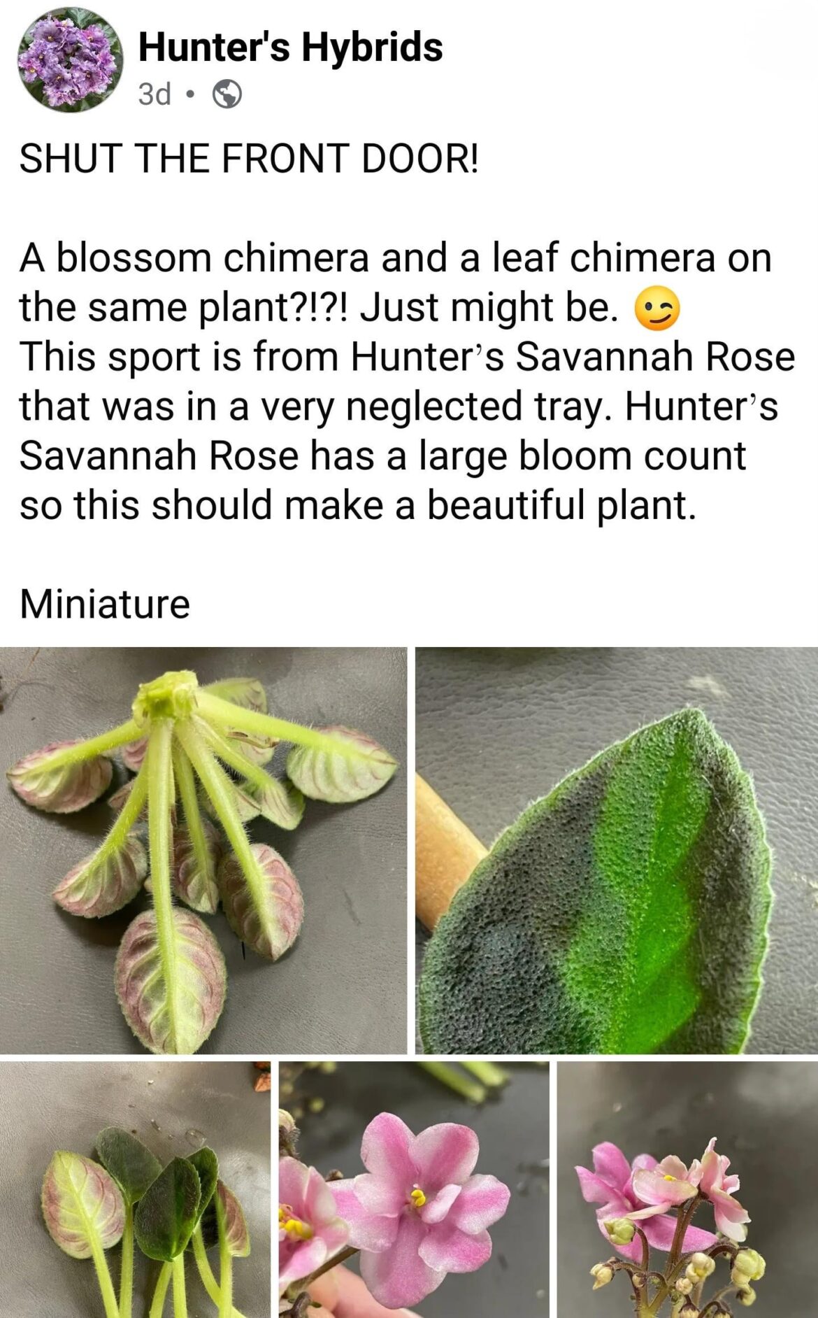 Interesting post from Hunter's hybrids, Just thought I'd share!