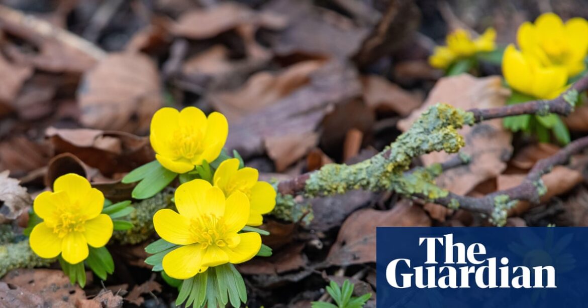 Country diary 1926: Every leaf in the garden is straining at its leash | Plants Country diary 1926: Every leaf in the garden is straining at its leash | Plants