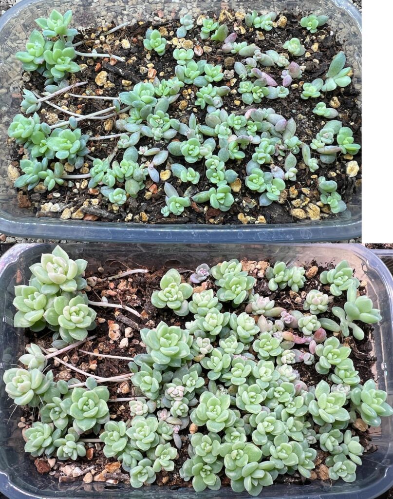 Echeveria prolifica props around one month difference