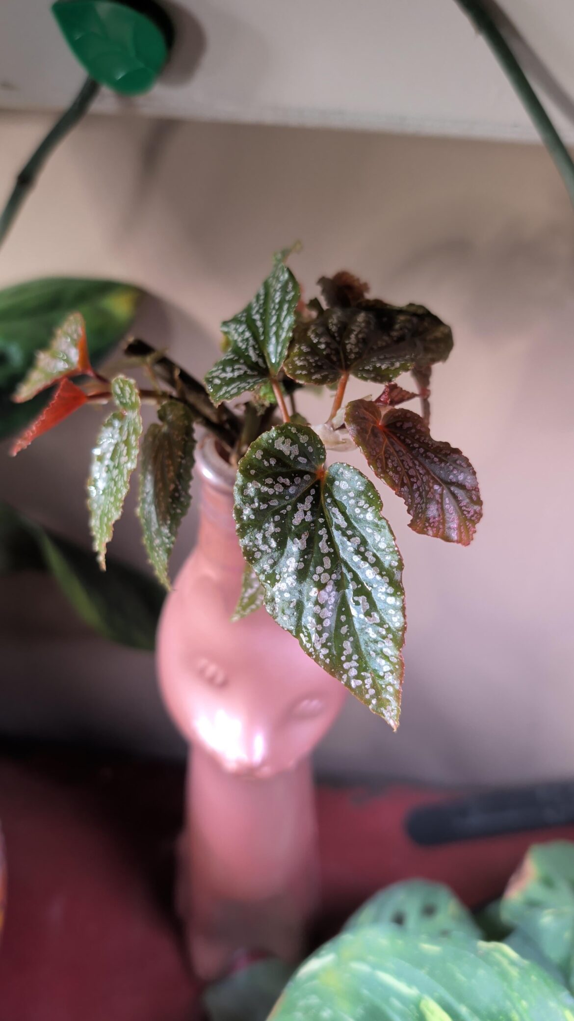Powdery mildew, help?