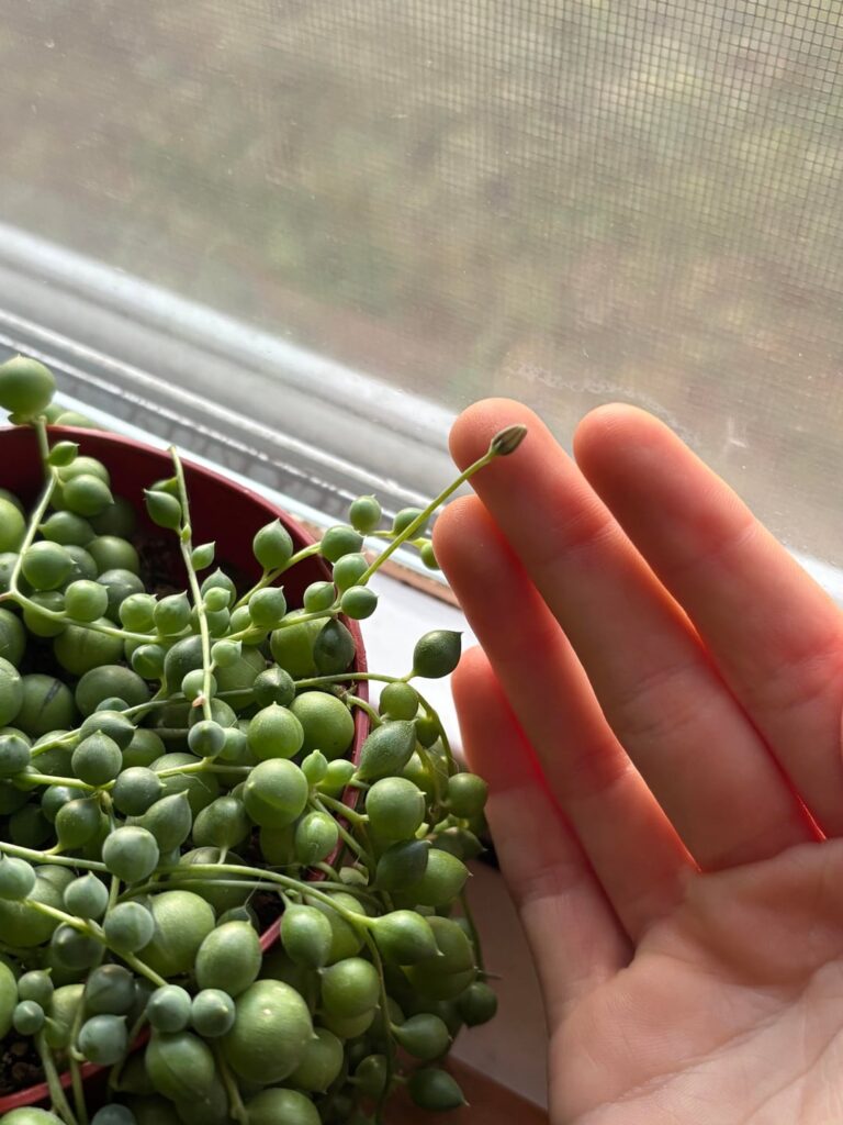 Is This a Bloom?? 😱