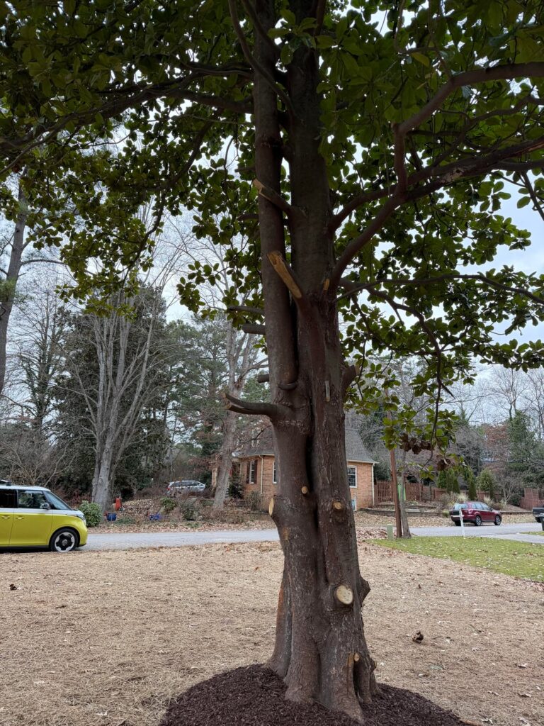 These cuts are bad and a long term risk to the tree, correct? These cuts are bad and a long term risk to the tree, correct?