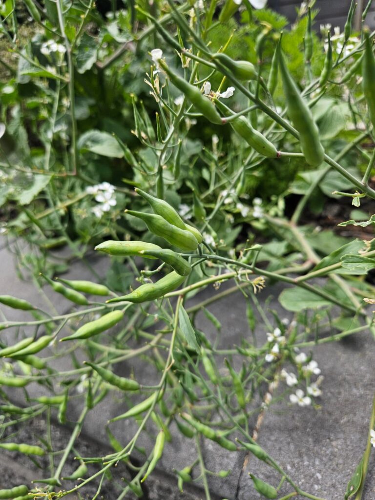 Found this in my garden, what is it?