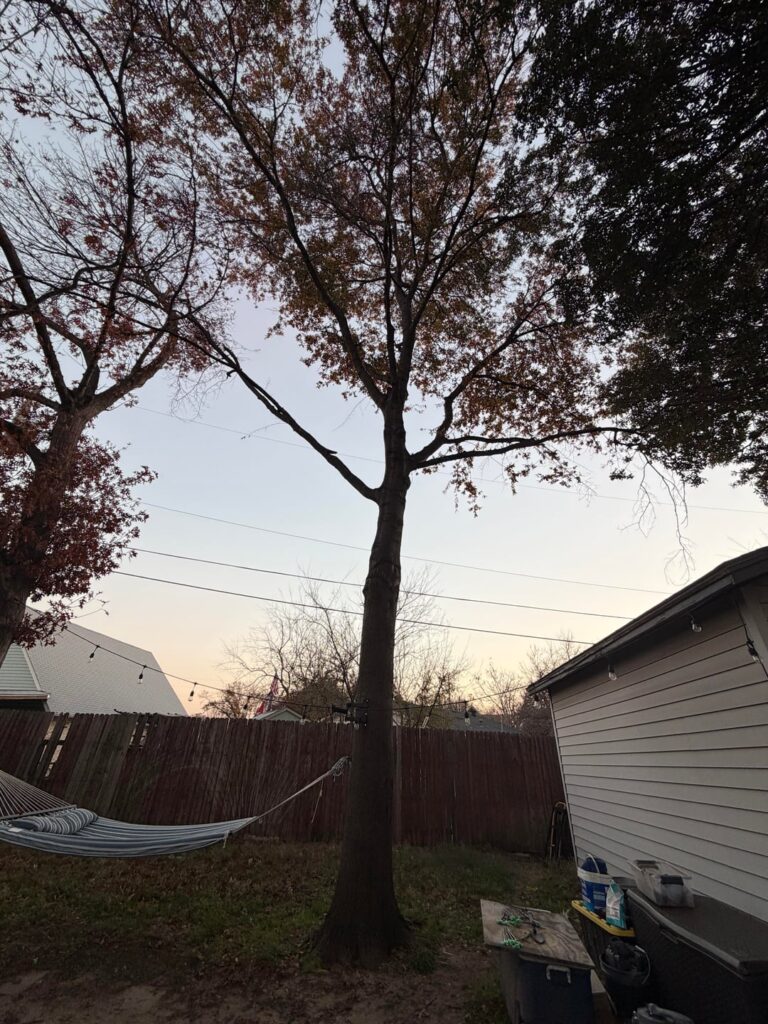 What’s happening to my tree?