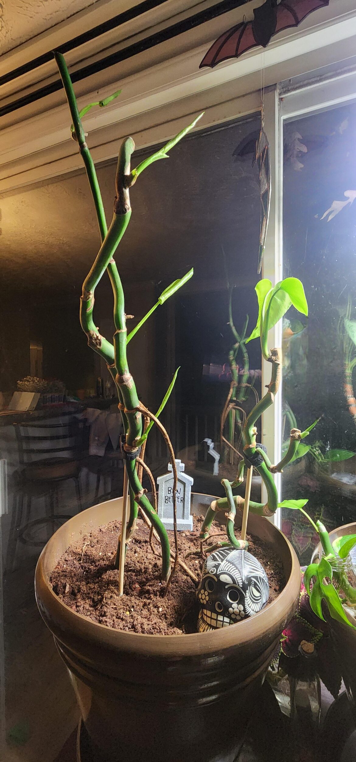 I rescued this Monstera Deliciosa back in August… I rescued this Monstera Deliciosa back in August…