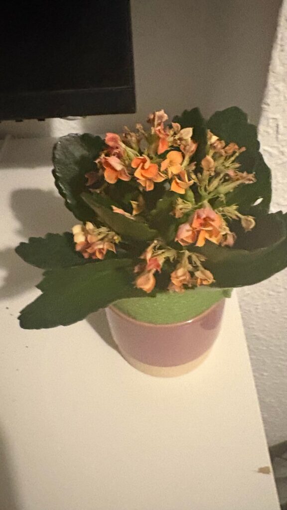 Wilting potted flower