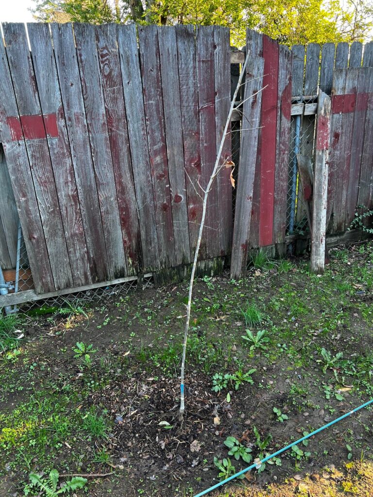 Is this too much root flare? Is this too much root flare?