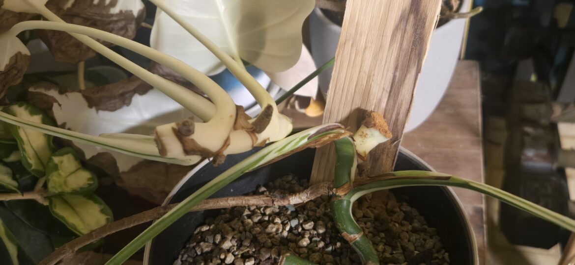 Did I cut my reverting albo at the right spot?