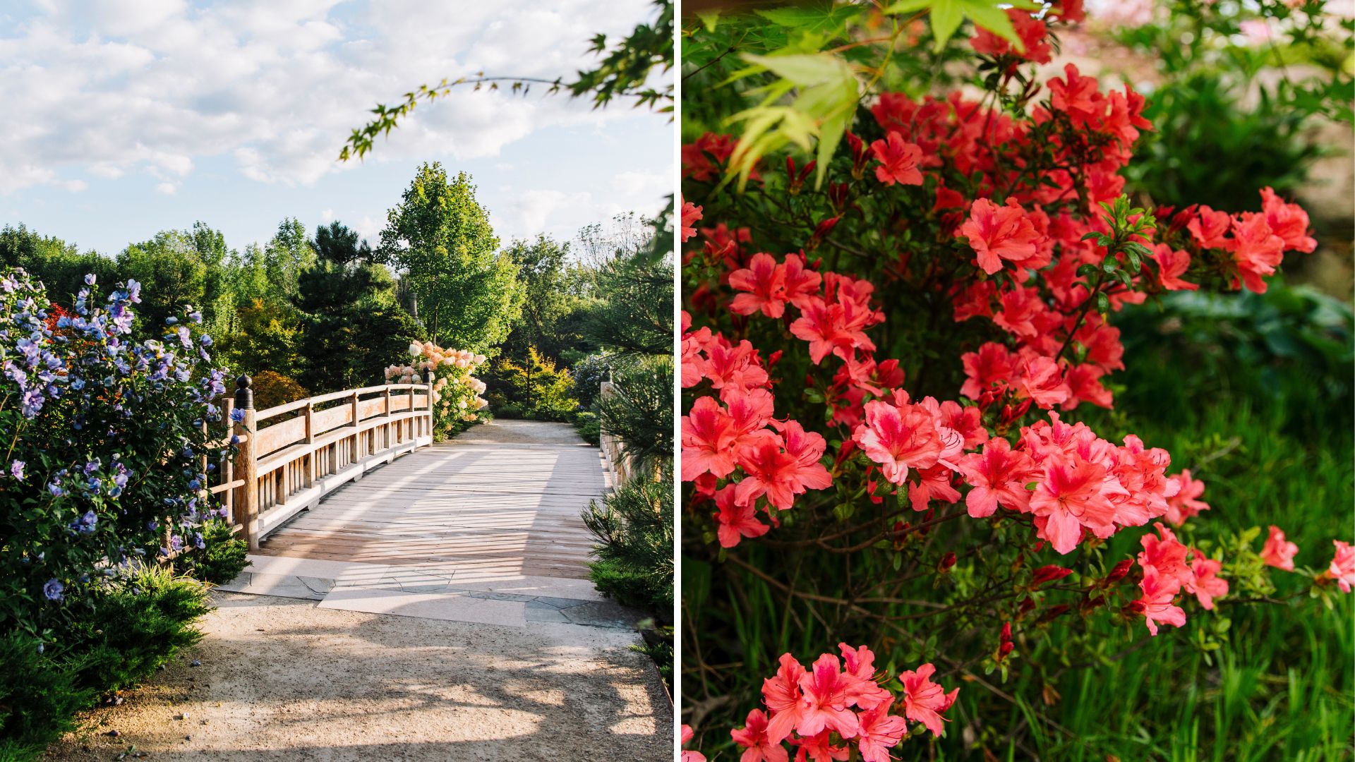 Meijer Japanese Garden in spring and summer. To the left, a bridge with purple flowers next to it. To the right, bright pink azaleas.