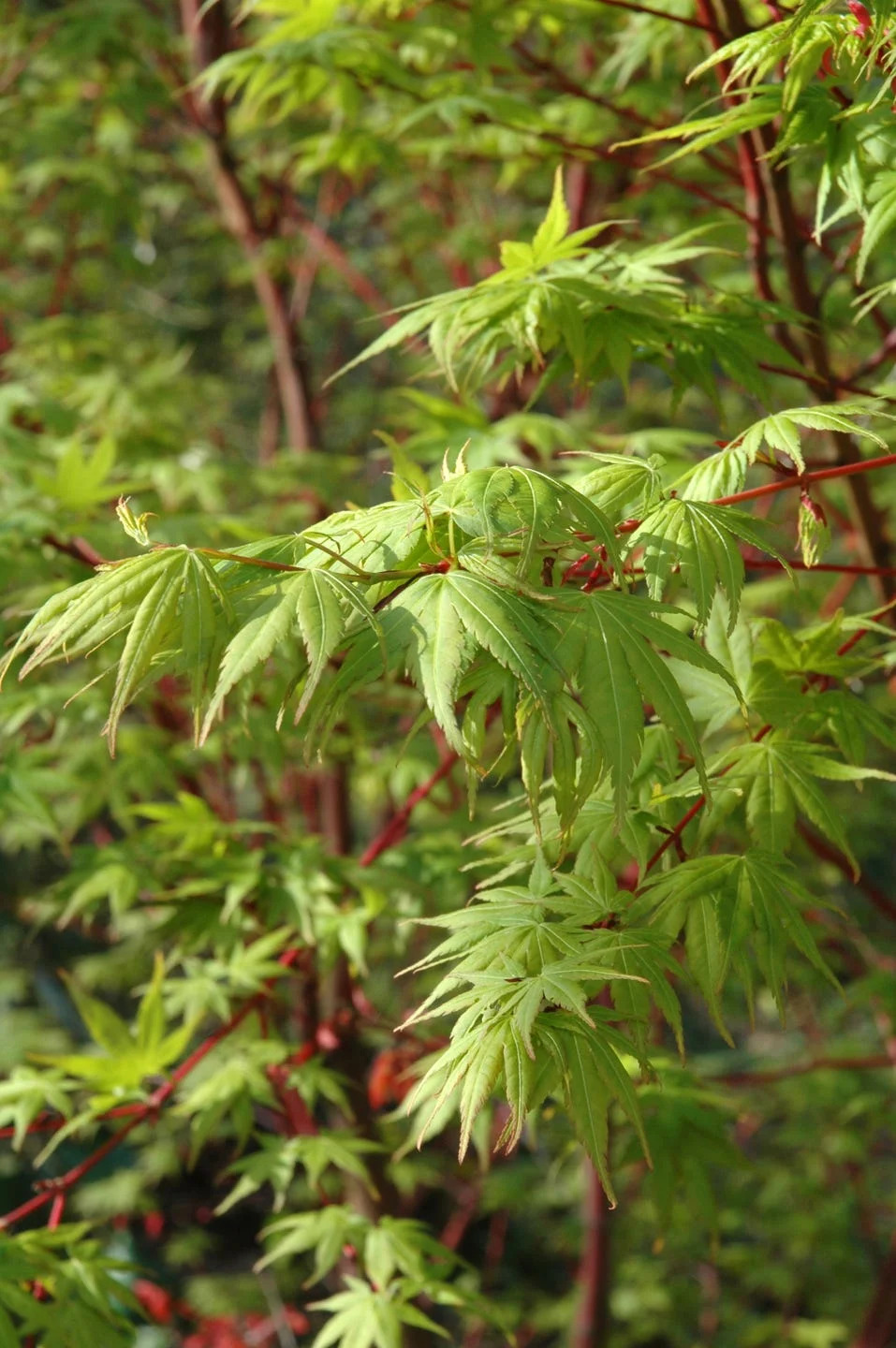 a japanese maple with green leaves and red and brown stems