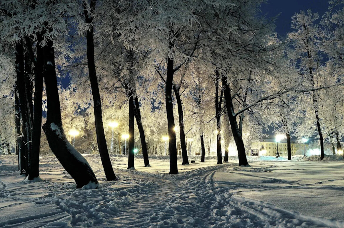 The City Gardener: Help your trees weather the winter The City Gardener: Help your trees weather the winter