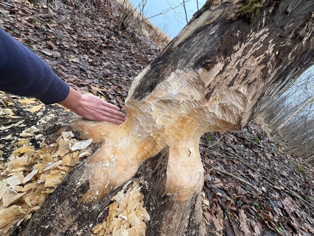 So i might have a Beaver problem