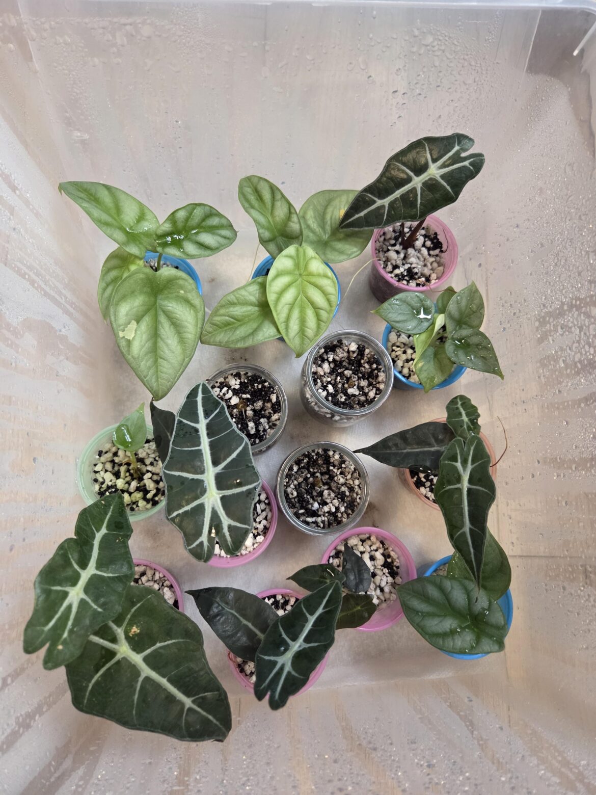 Alocasia grown from corms!