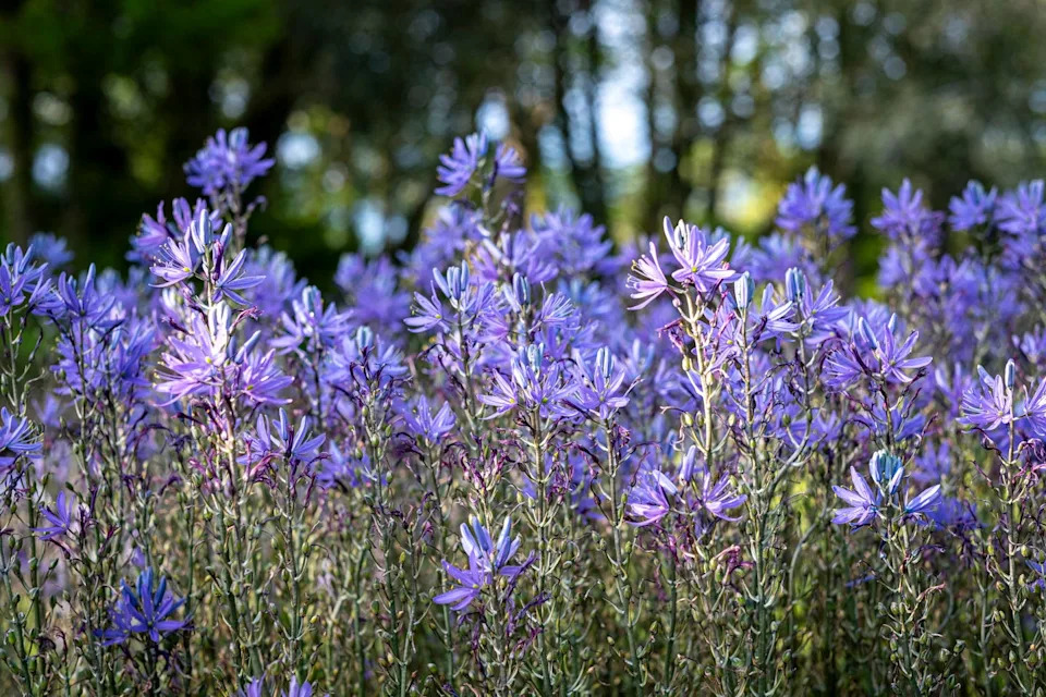 camassia leichtlinii in cottage garden in spring
