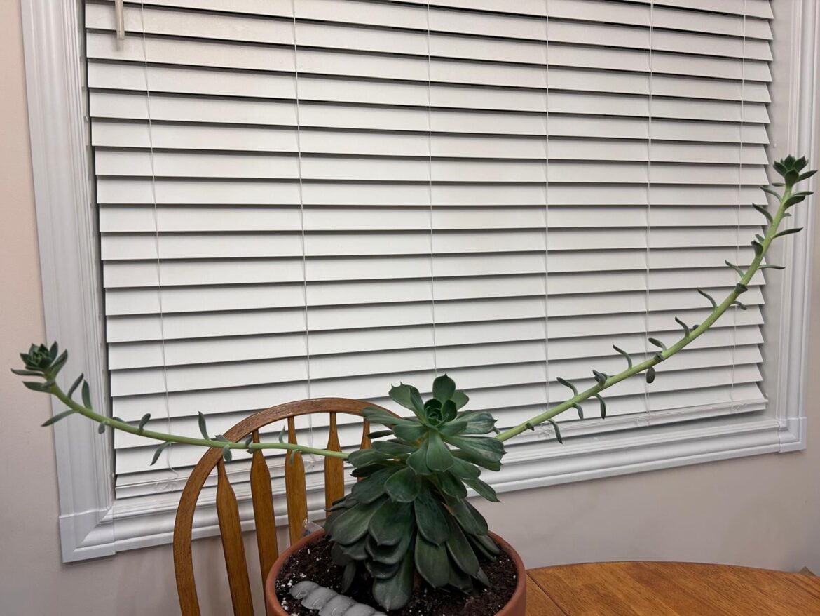 Stem for bloom?