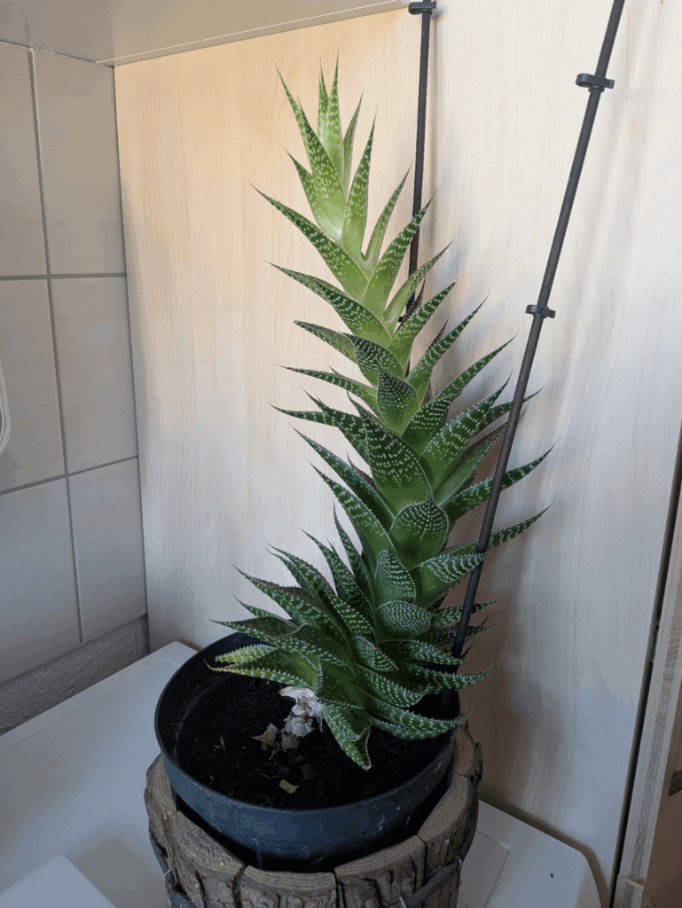 I'll have to cut her down eventually