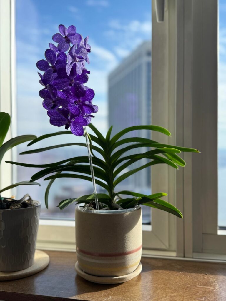 Vanda in Winter