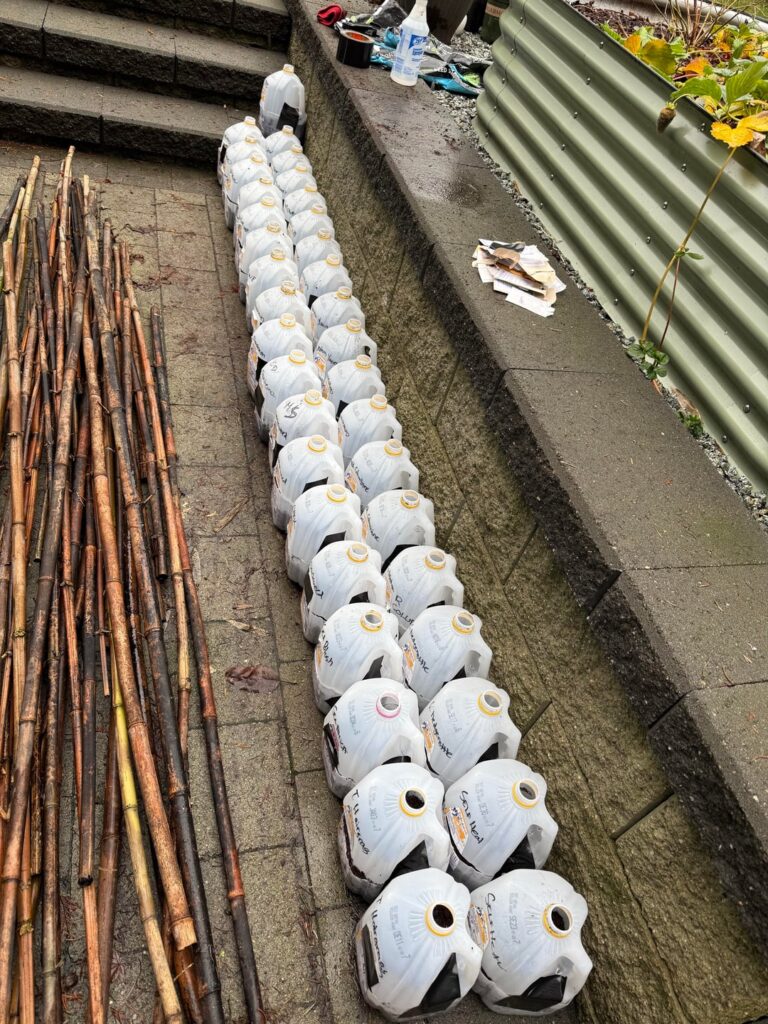 First time winter sowing