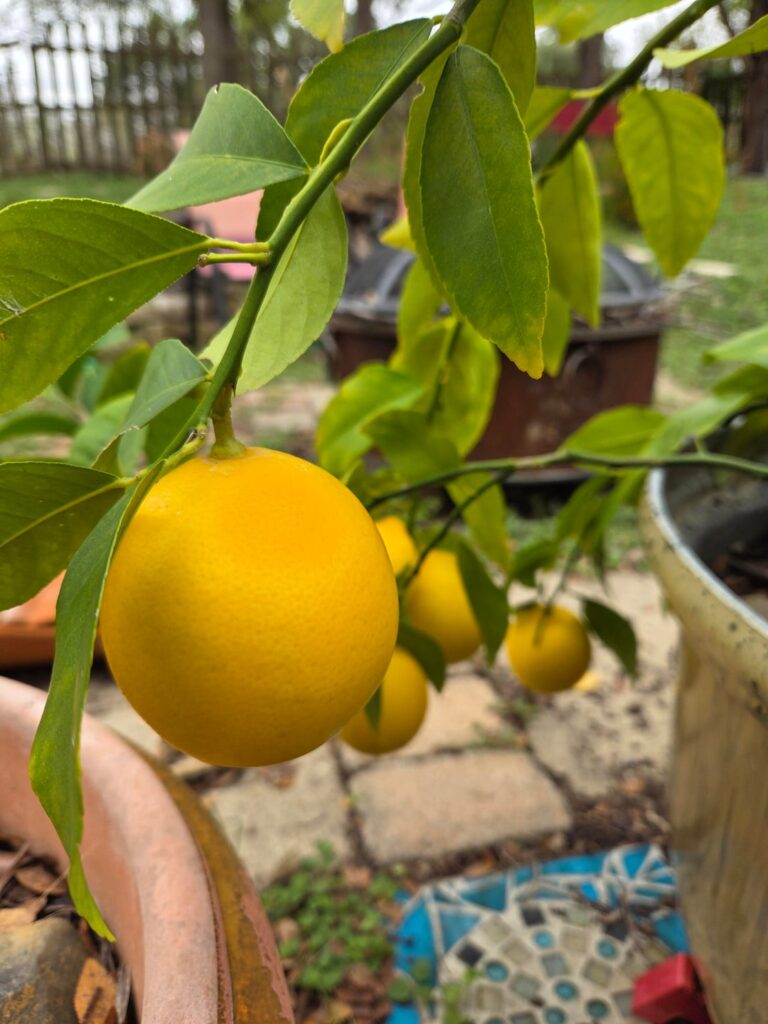 Is it time to harvest these lemons?