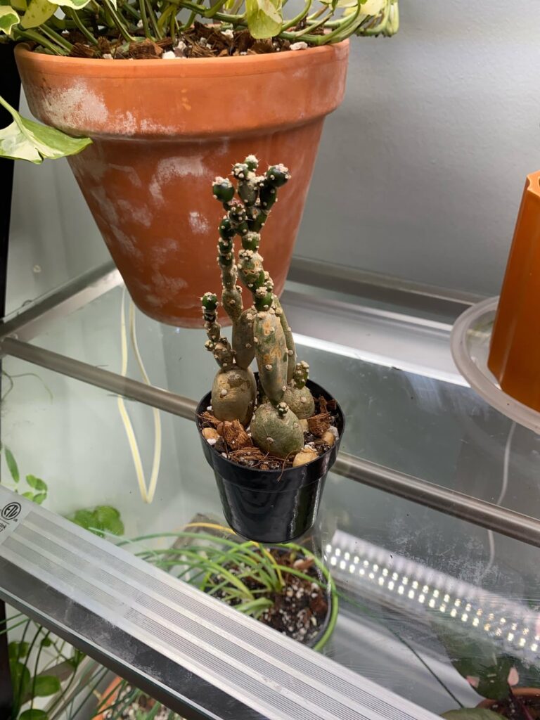 What is this strange cactus I got as a gift? Very spherical