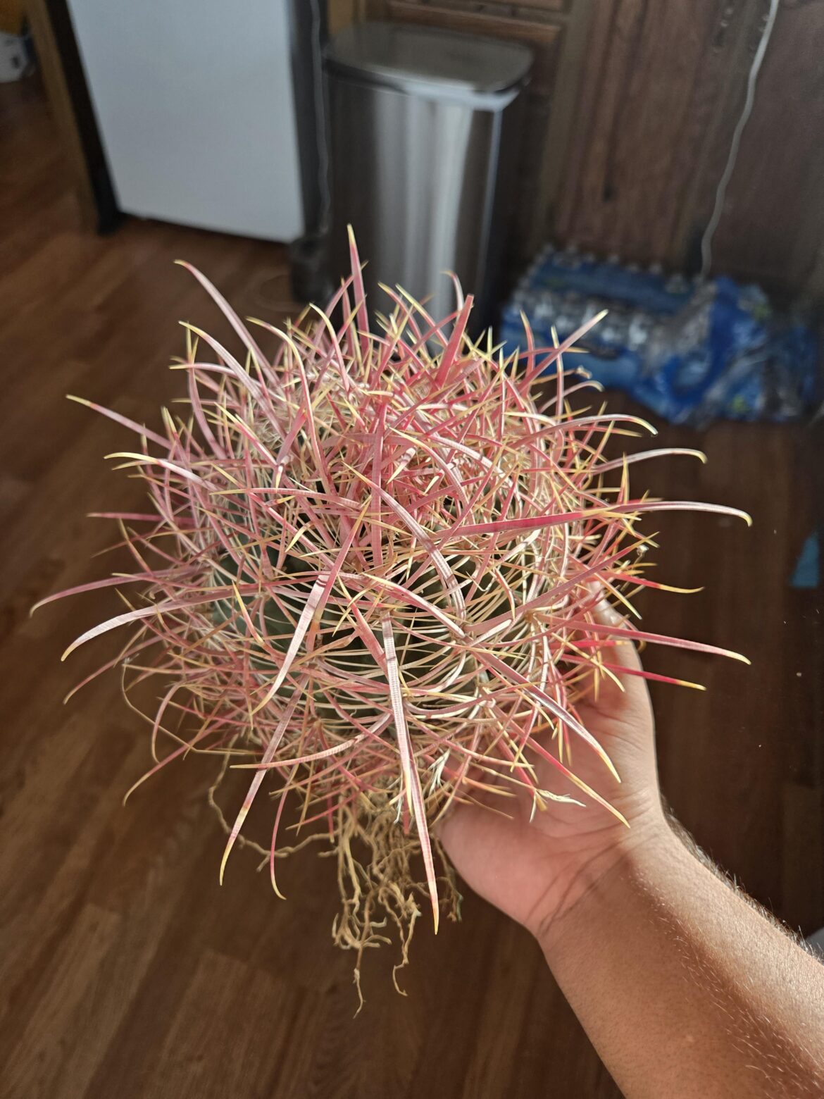 Ferocactus acanthodes
