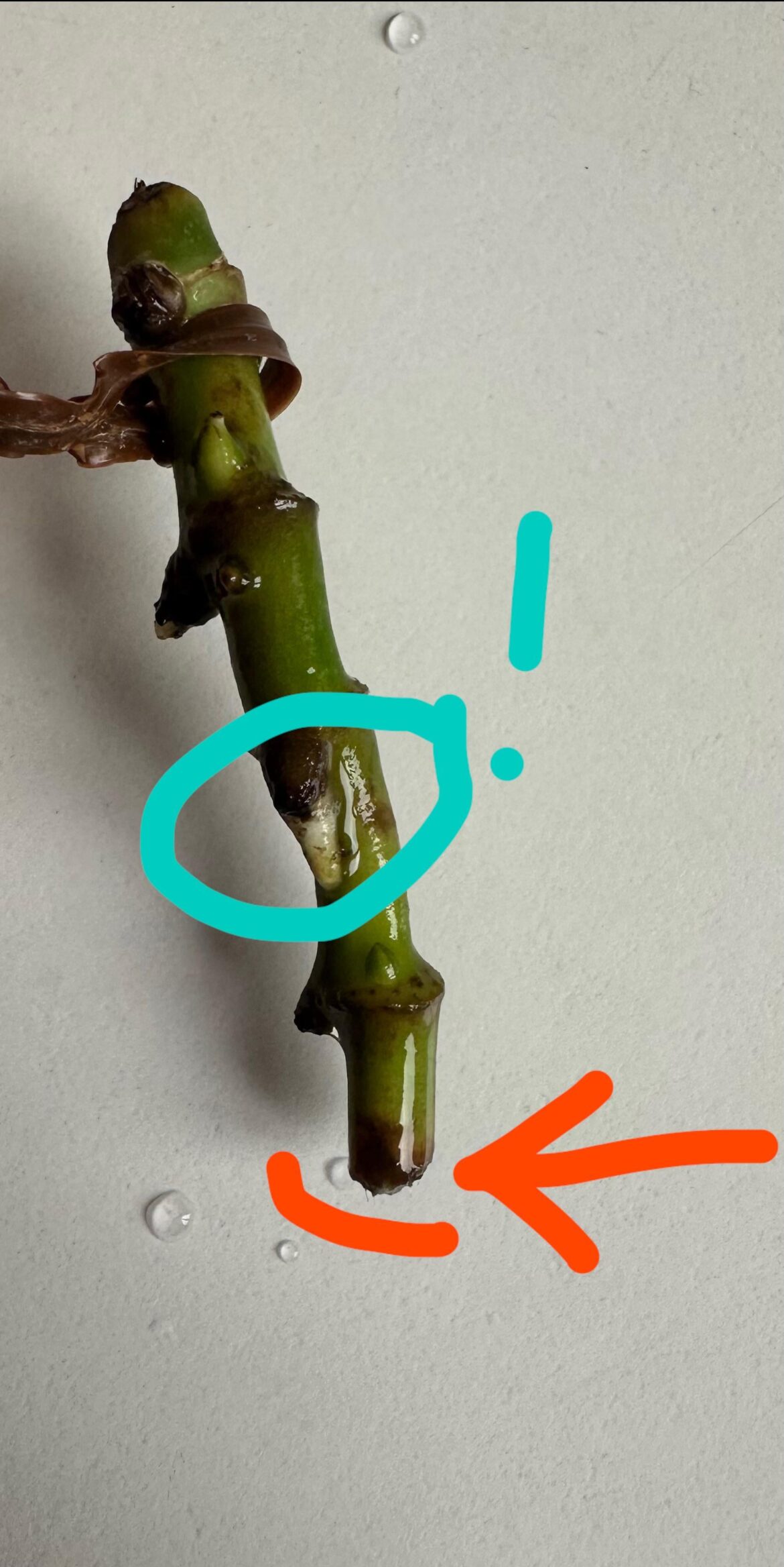 Advice needed with monstera prop