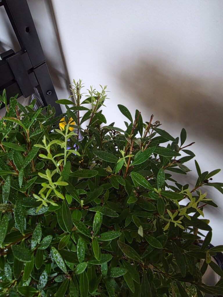 After the courier destroyed the first pot, and making a few beginner mistakes, my first tree seems to be growing well. 🥹 (Syzygium)