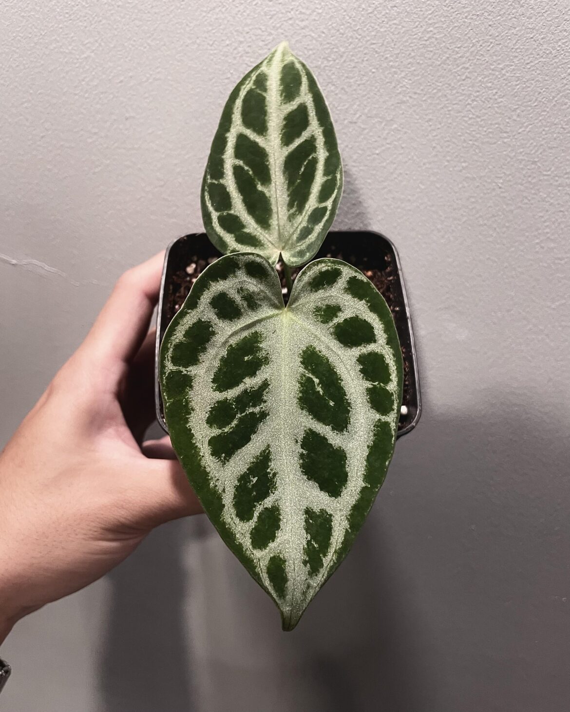 Crystallinum x Silver Chrome