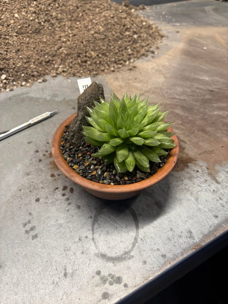 H. Boulsii “specksii”