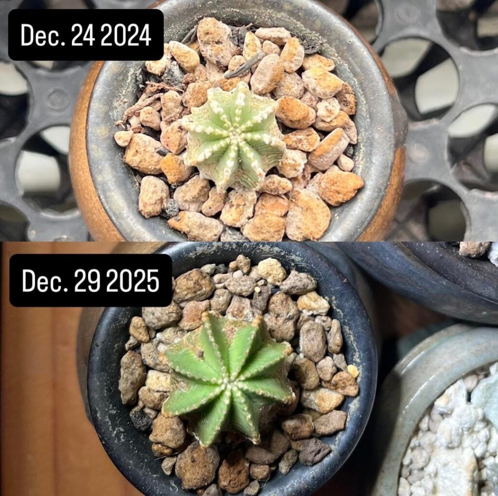 Aztekiums. One year of growth