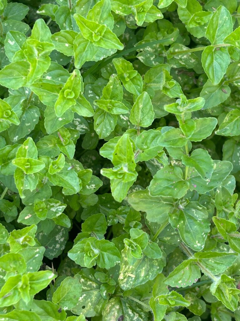 Can someone help me to identify this plant it smelled nice when we walked on it was very fluffy I think it might be Clinopodium brownei but I want to be sure, I’m in the north of Mexico Texas side