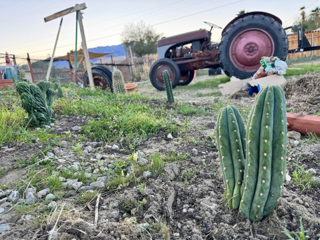 Just a few in my yard I liked