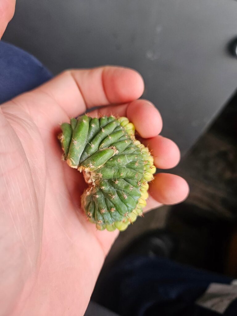 Echinopsis (Trichocereus) pachanoi cristata variegata Echinopsis (Trichocereus) pachanoi cristata variegata
